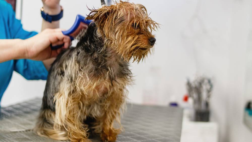 dog grooming
