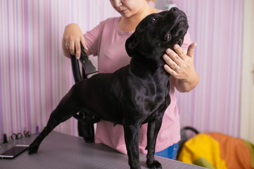 Dog Groomer Tipping How Much to Give in 2024 Dogster