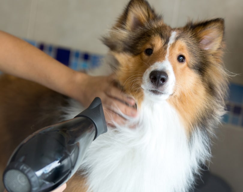 dog grooming