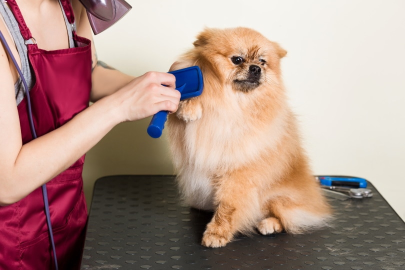 dog grooming