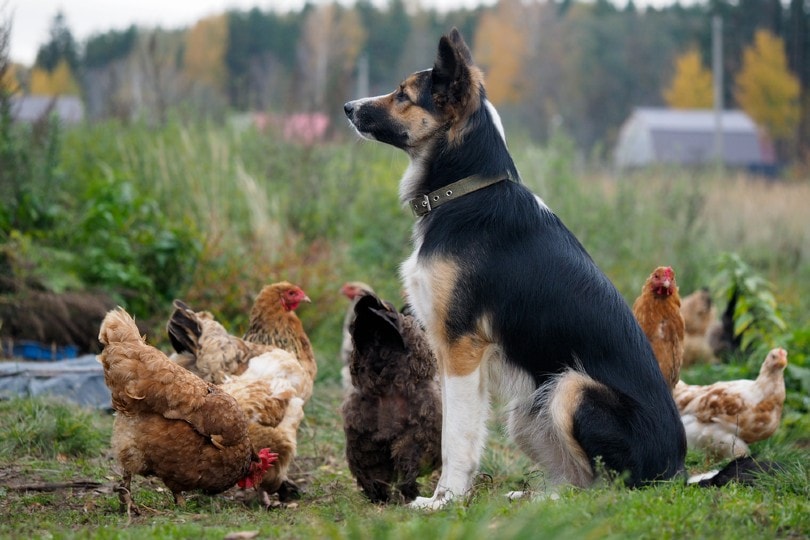 dog guarding chickens