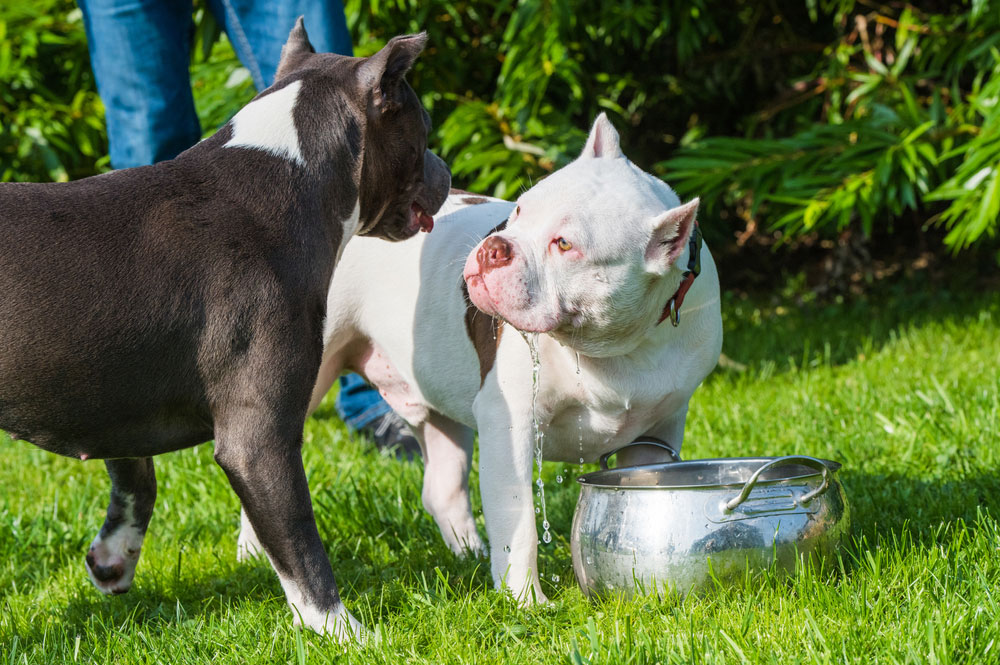 dog guarding the water bowl from another dog