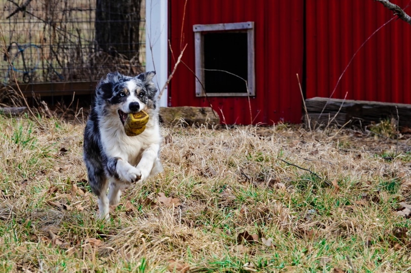 dog having Relievet dog treat