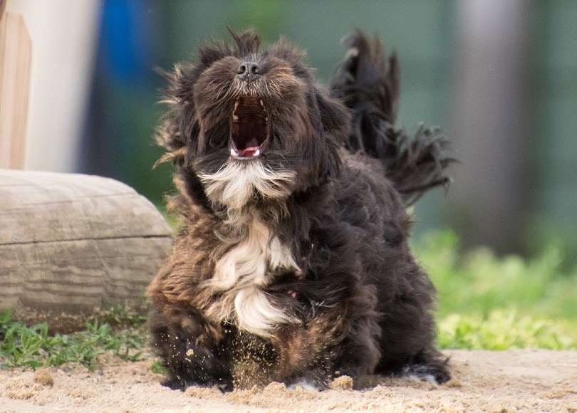 dog howling in pain
