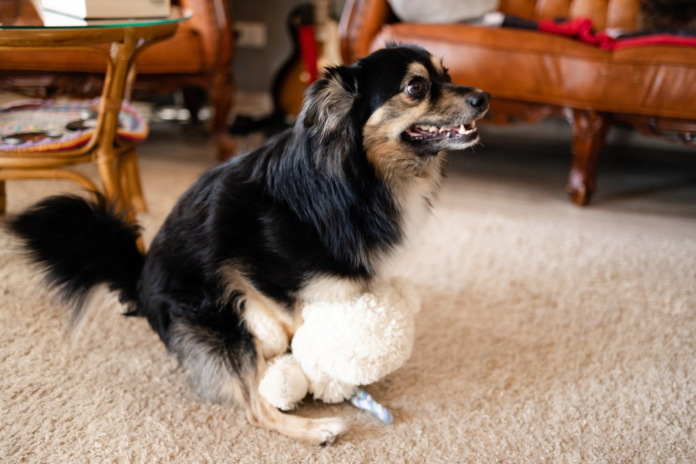 dog humping the teddy bear toy