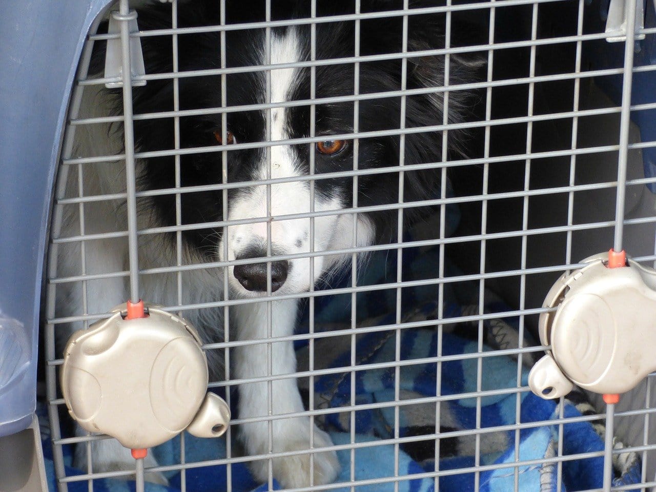 dog in a carrier