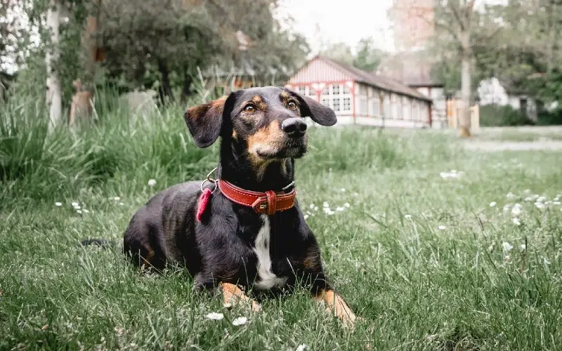 dog in a park in Germany