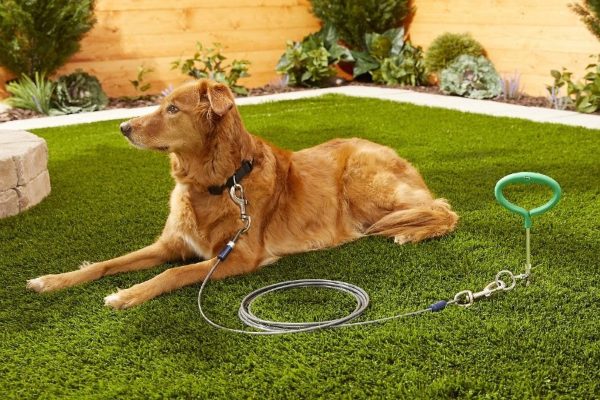 dog in a tie-out and stake