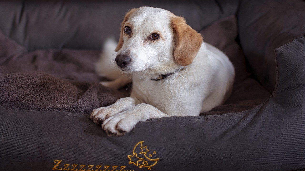 dog in bed