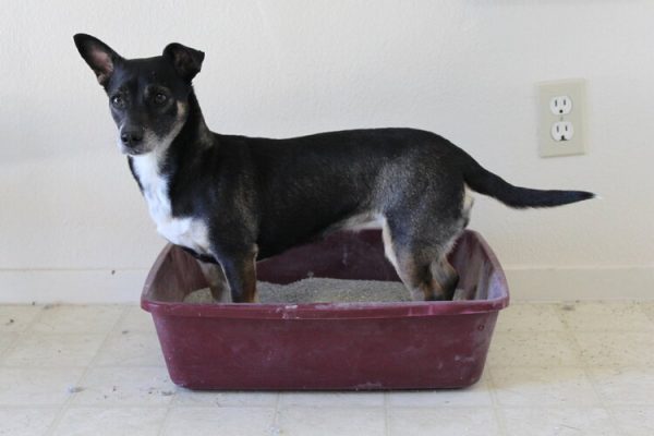 dog in litter box