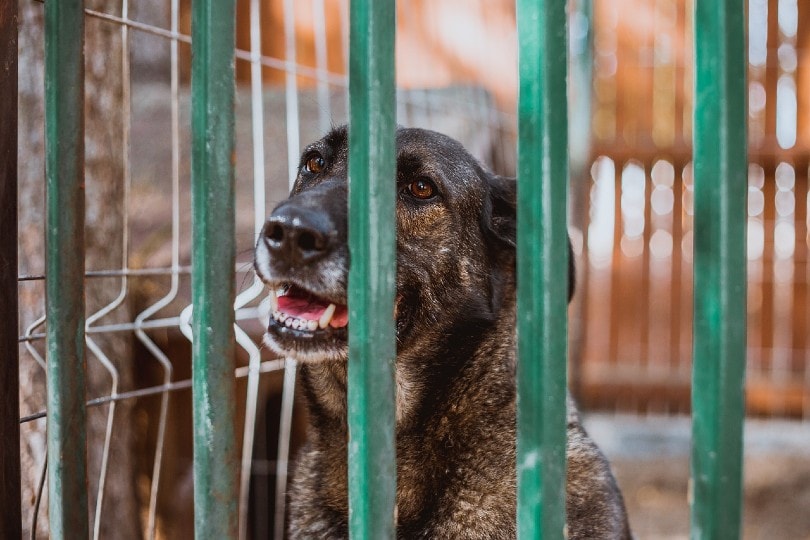 dog in shelter