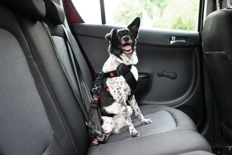 dog in the backseat of a car