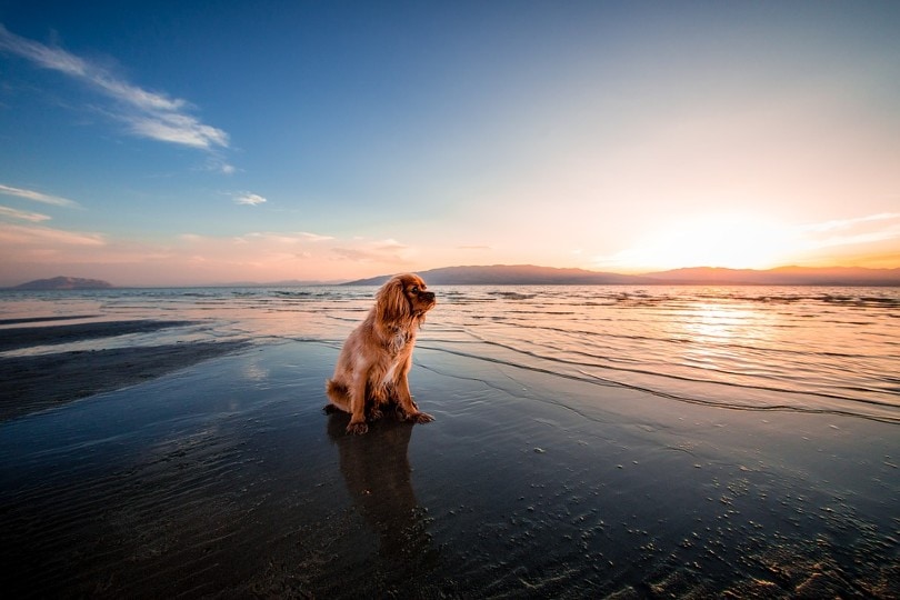 dog in the beach