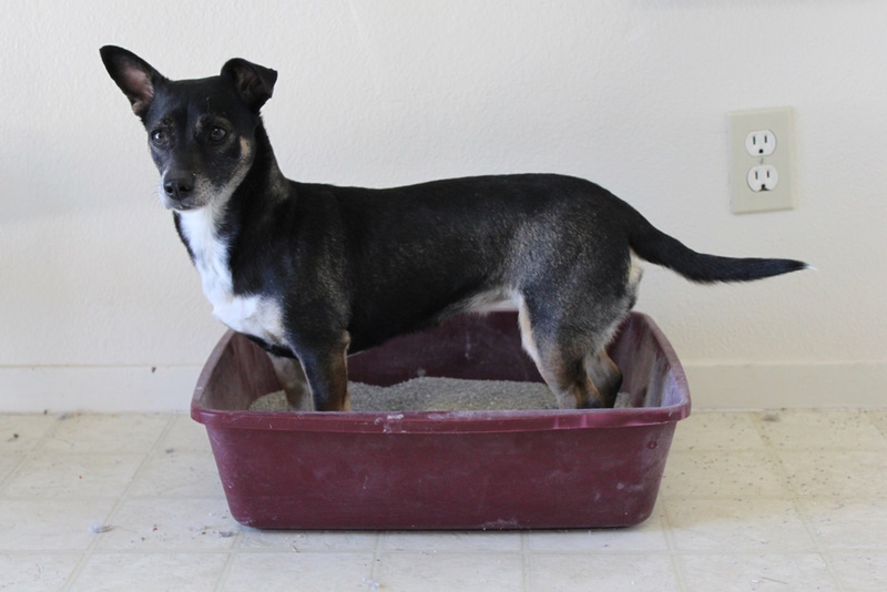dog-in-the-litter-box
