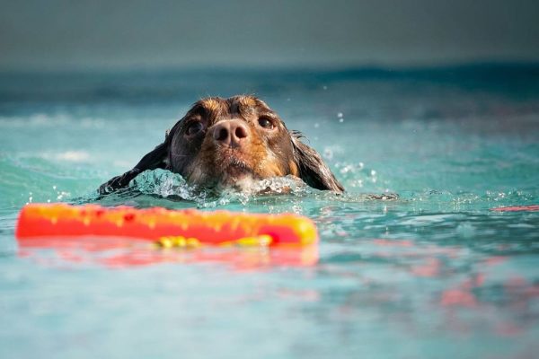 dog in the pool