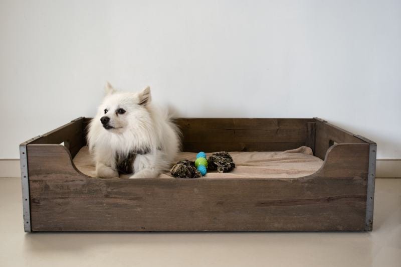 dog in the wood bed