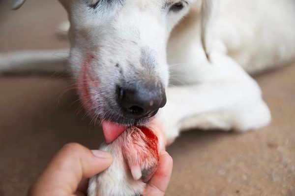 dog injured Wound on paw