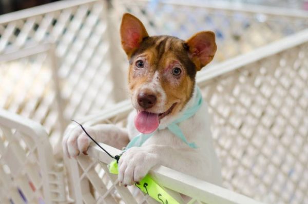 dog inside his white playpen