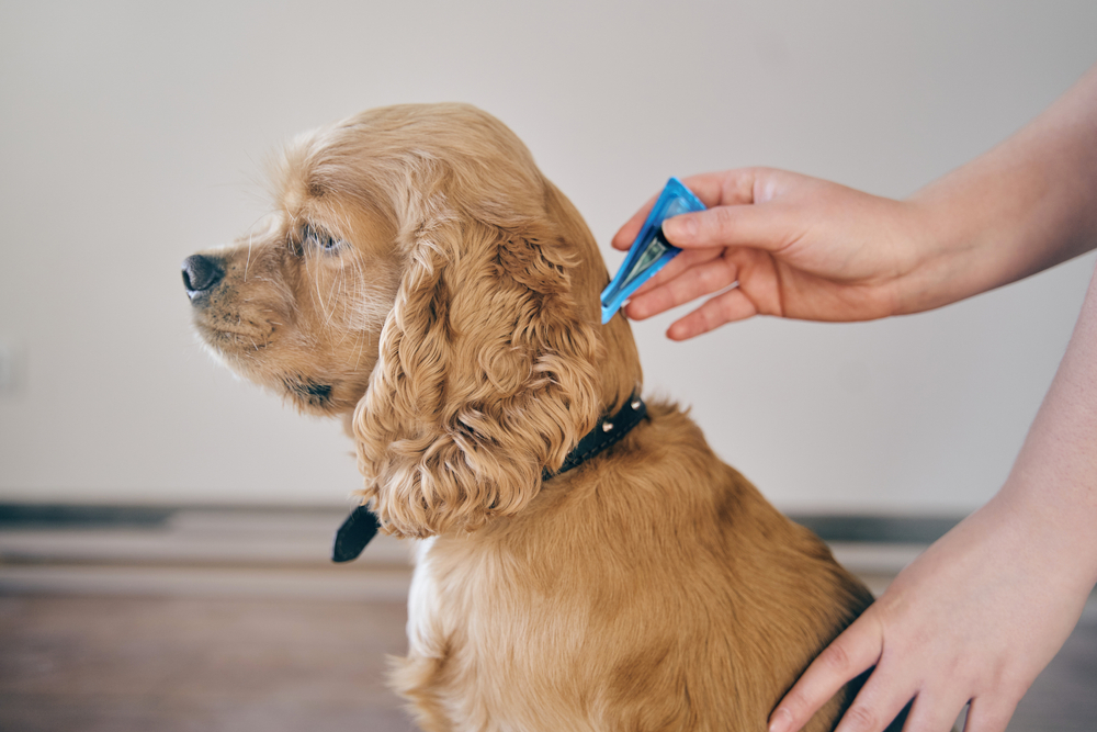 dog is treated with a flea remedy