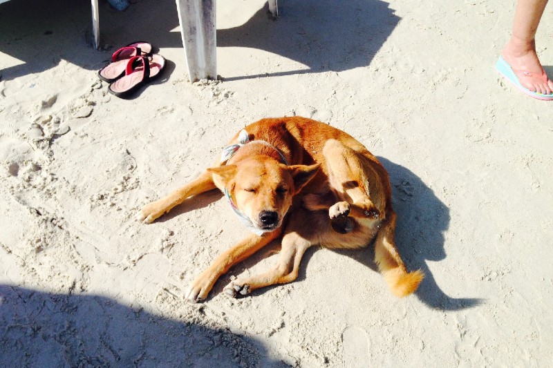 dog itchy skin