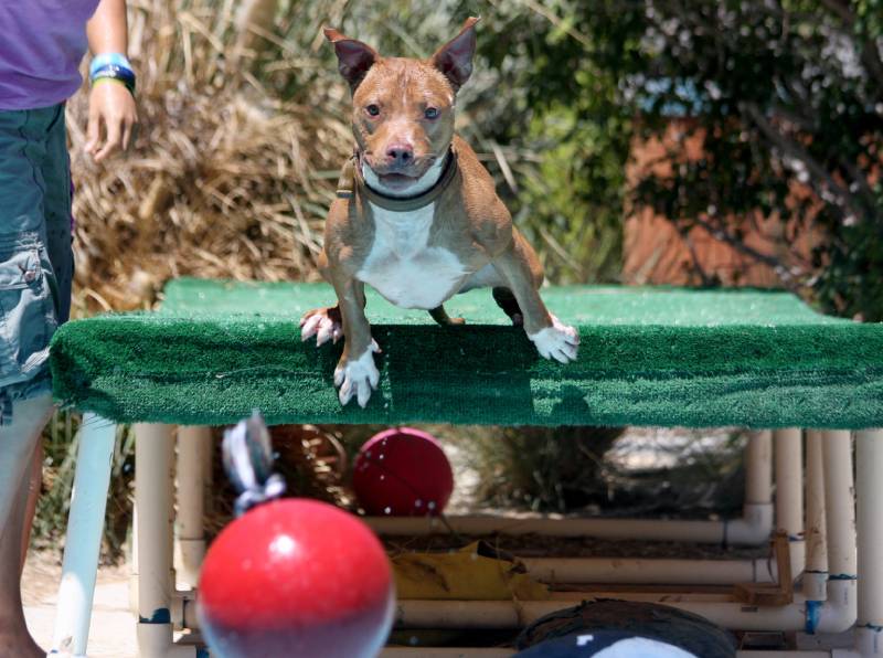 dog jumping off the dock into the swimming pool after his red toy
