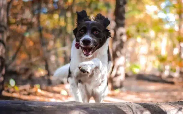 dog jumping over a log in a forest park in Netherlands