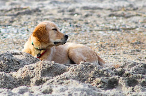 dog laying on wrightsville beach in Wilmington NC