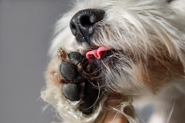 dog lick paw