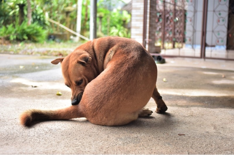 dog licking its butt