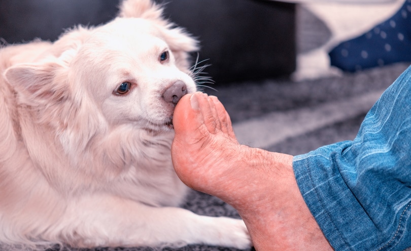 dog licking man's feet