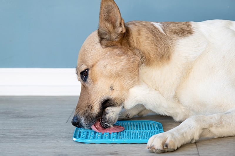 dog licking the frozen lick mat