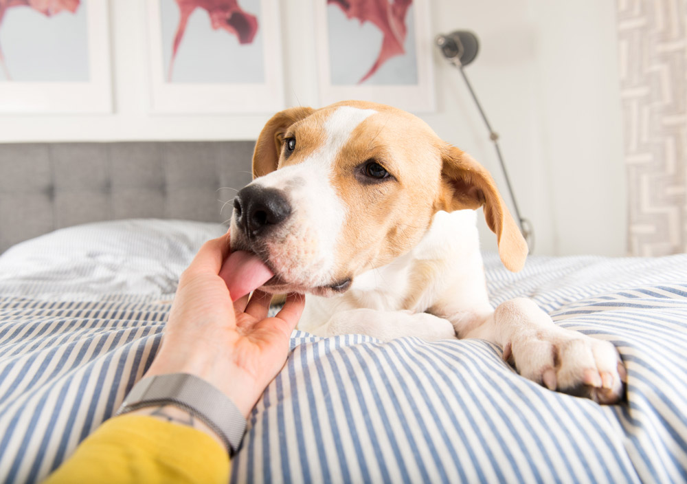 dog licking the hand of its owner