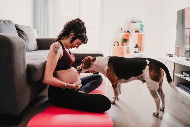 dog licking womans belly