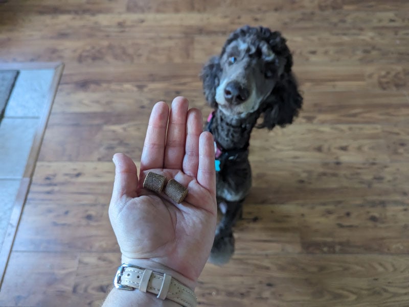 dog looking at a hand with finn supplements