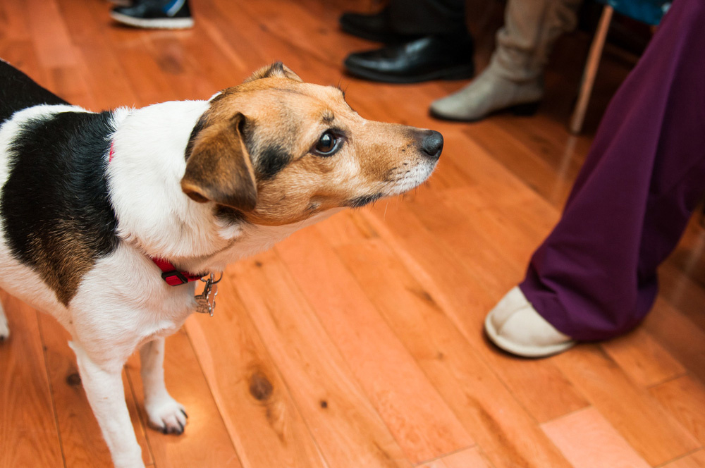 dog looking at guests