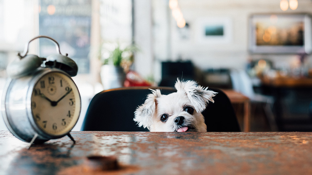 dog looking at the table with a clock
