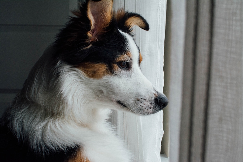 dog looking at the window