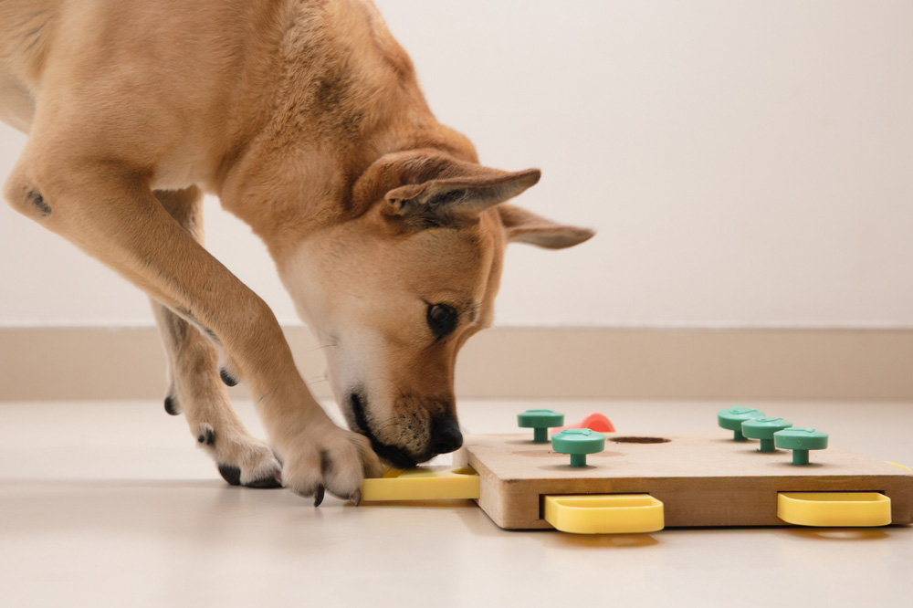 dog looking for treats hiding in an interactive toy