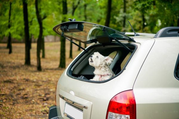 dog looking out of open trunk in car barking outside over forest background