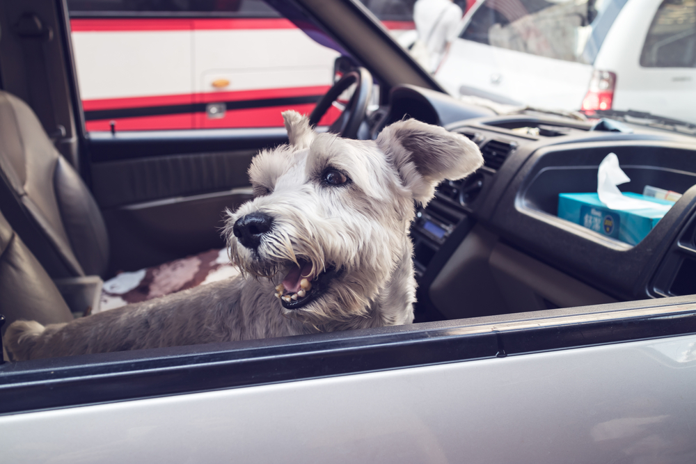 dog looking out the car window at parking area