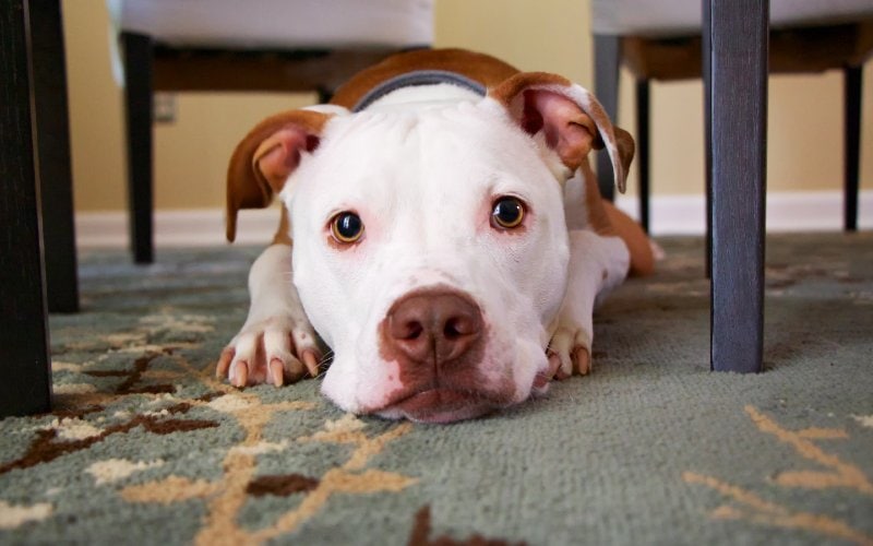 dog lying down on the carpet