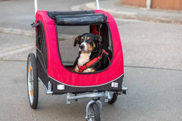 dog lying in bicycle trailer