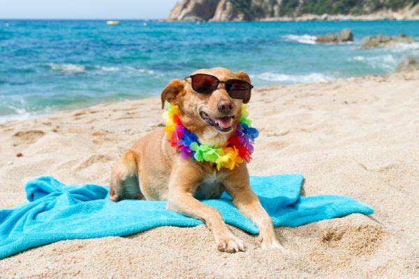 dog lying in the beach with sunglasses