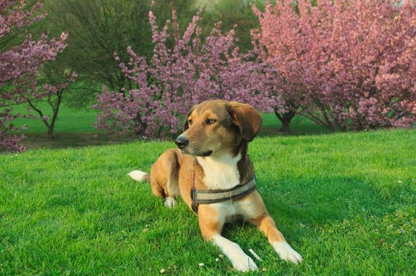 dog lying in the grass at the park