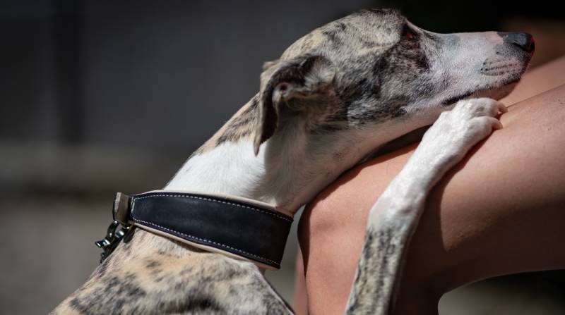 dog lying its head on the thighs of his owner