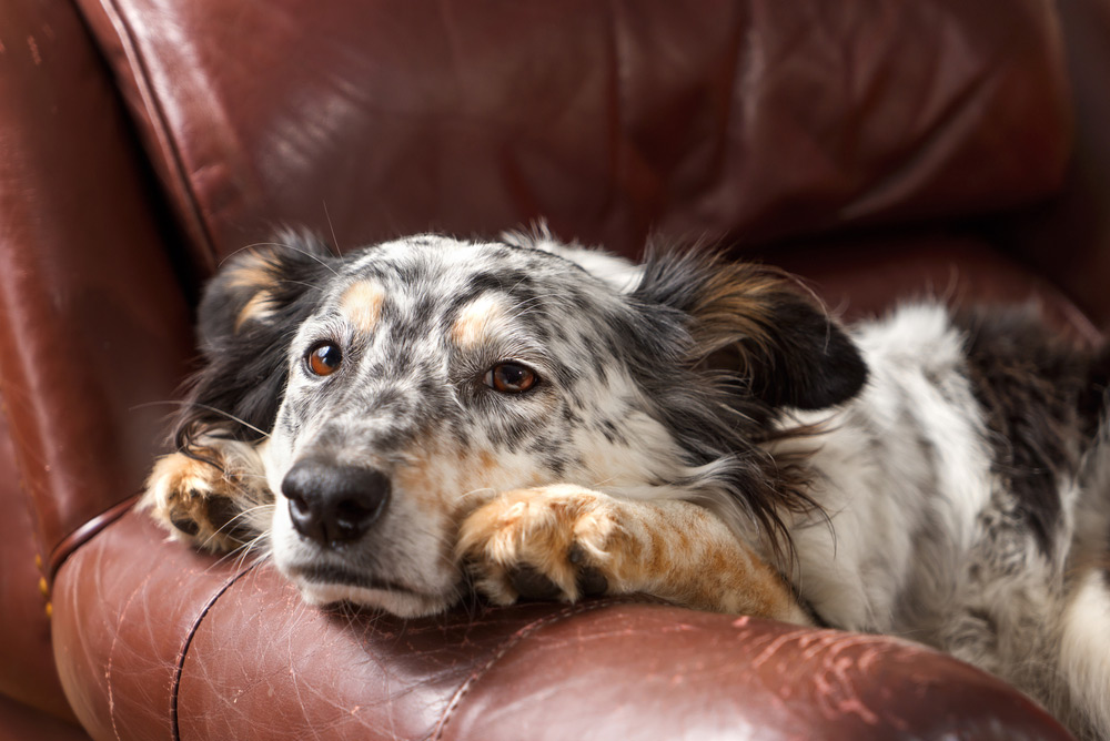 dog lying on couch looking bored or sick