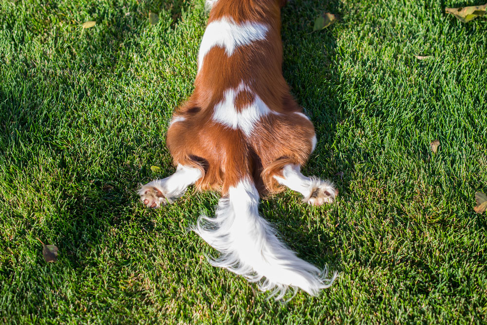 dog lying on grass