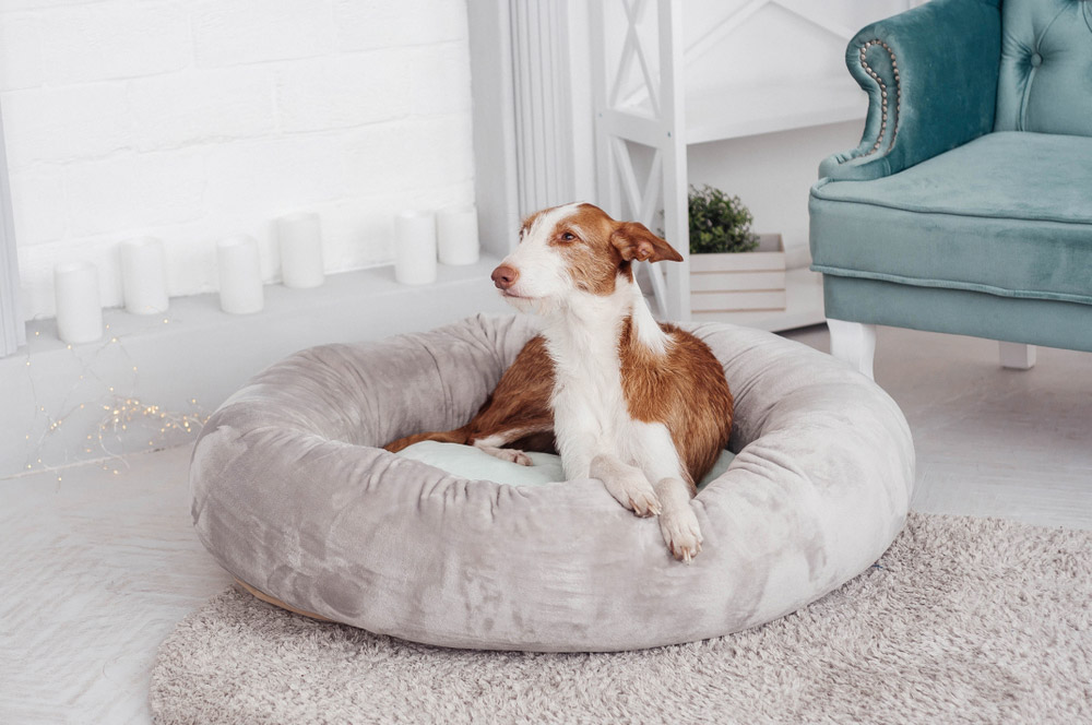 dog lying on its bed