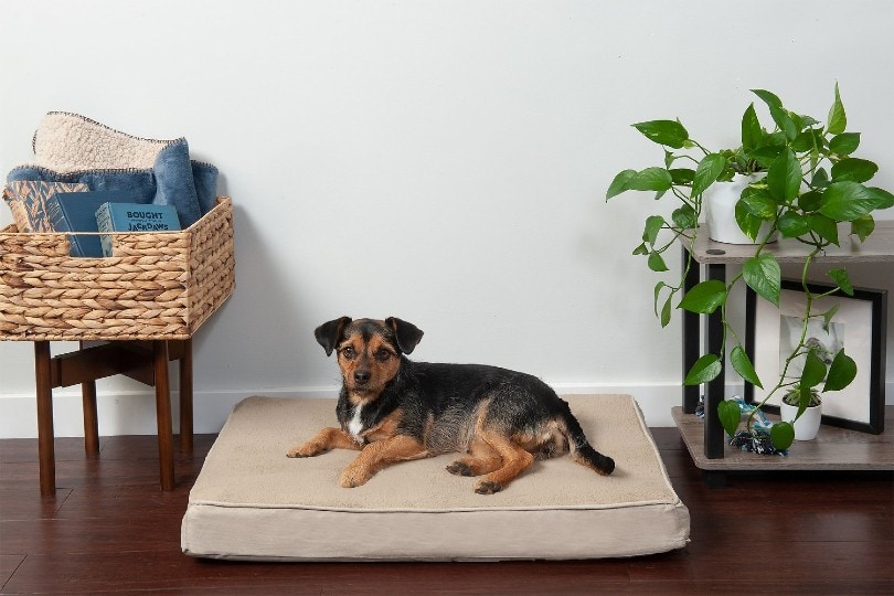 dog lying on memory foam bed