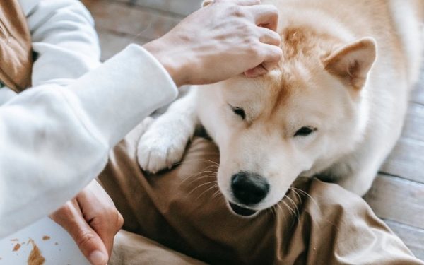 dog lying on the floor resting its head on man's leg